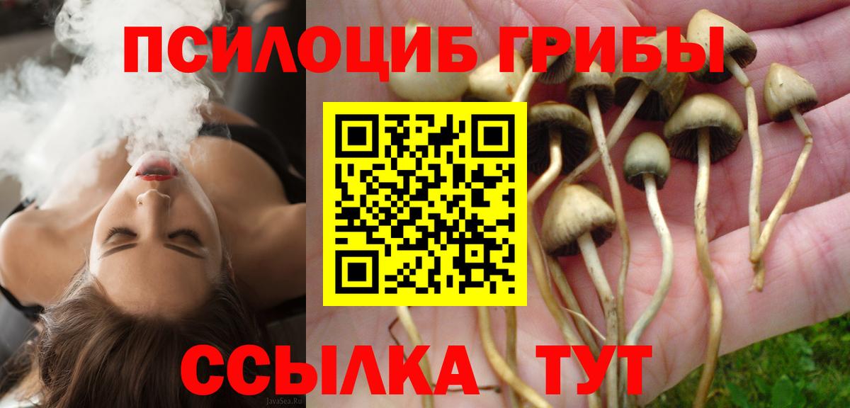 Псилоцибиновые грибы Cubensis Вологда
